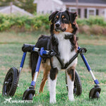 Hunde_Rollstuhl_Quad_Vierrad