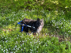 Rollstuhl_für_Hund_Boomer