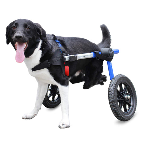 Hunde Rollstuhl mittelgroß