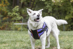 Blindenhilfe Handicapped Pets