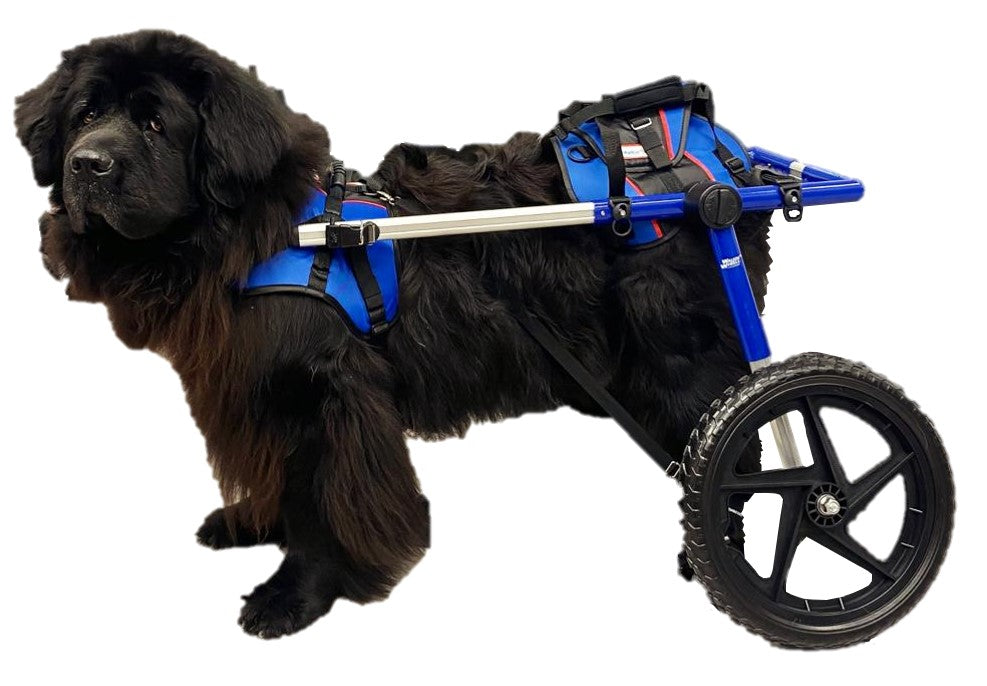 Richtige Anpassung eines Hunde-Rollstuhls