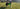 3DPETS Vollprothese Hund