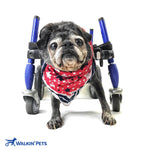 Hunde Rollstuhl Quad Vierrad