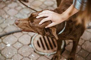 Tierorthopädietechnik Produkte für Hunde Tierliebe mit HandiCap