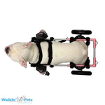 Front Neoprene Einsatz