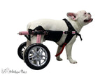Bauchgurt S Hunde Rollstuhl
