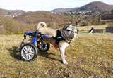 Hunde Rollstuhl S