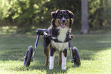 Hunde Rollstuhl