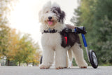 Rollstuhl Hund
