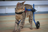 Rollstuhl Katze mini