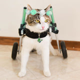 Katze im Rollstuhl