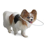 Halo_kleiner_Blinder_Hund_4