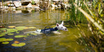 Schwimmweste Hund