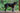 Trainingsbandage vorne Handicapped Pets