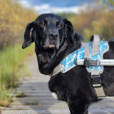Walkin`Warrior Geschirr