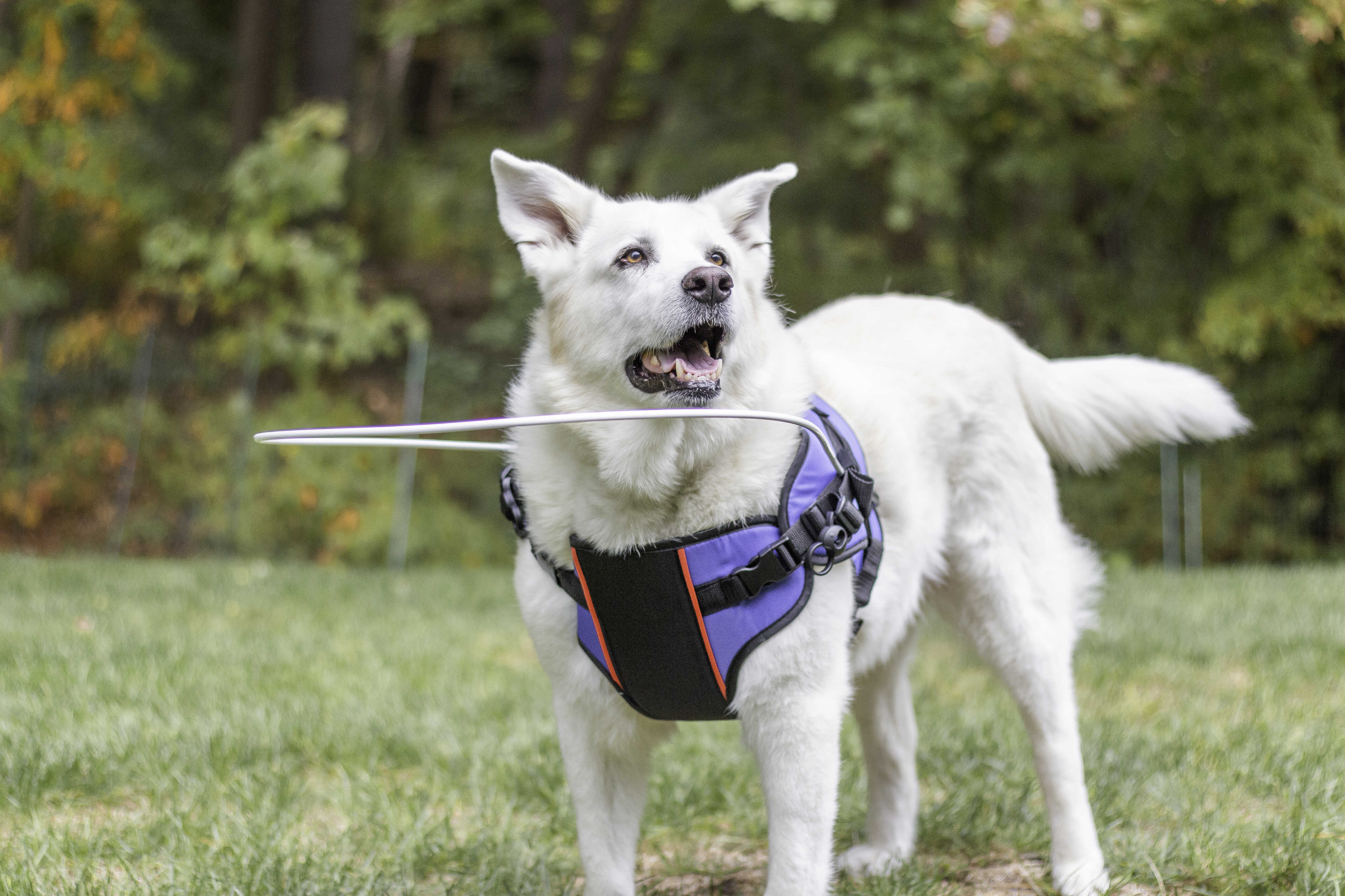 Blindenhilfe Hund – Tierliebe mit HandiCap