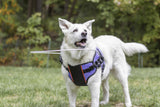 Halo_großer_Blinder_Hund_2