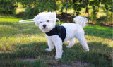 Halo_kleiner_Blinder_Hund_2